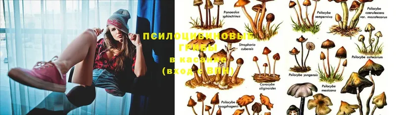 купить наркотики сайты  Гдов  Галлюциногенные грибы Magic Shrooms 